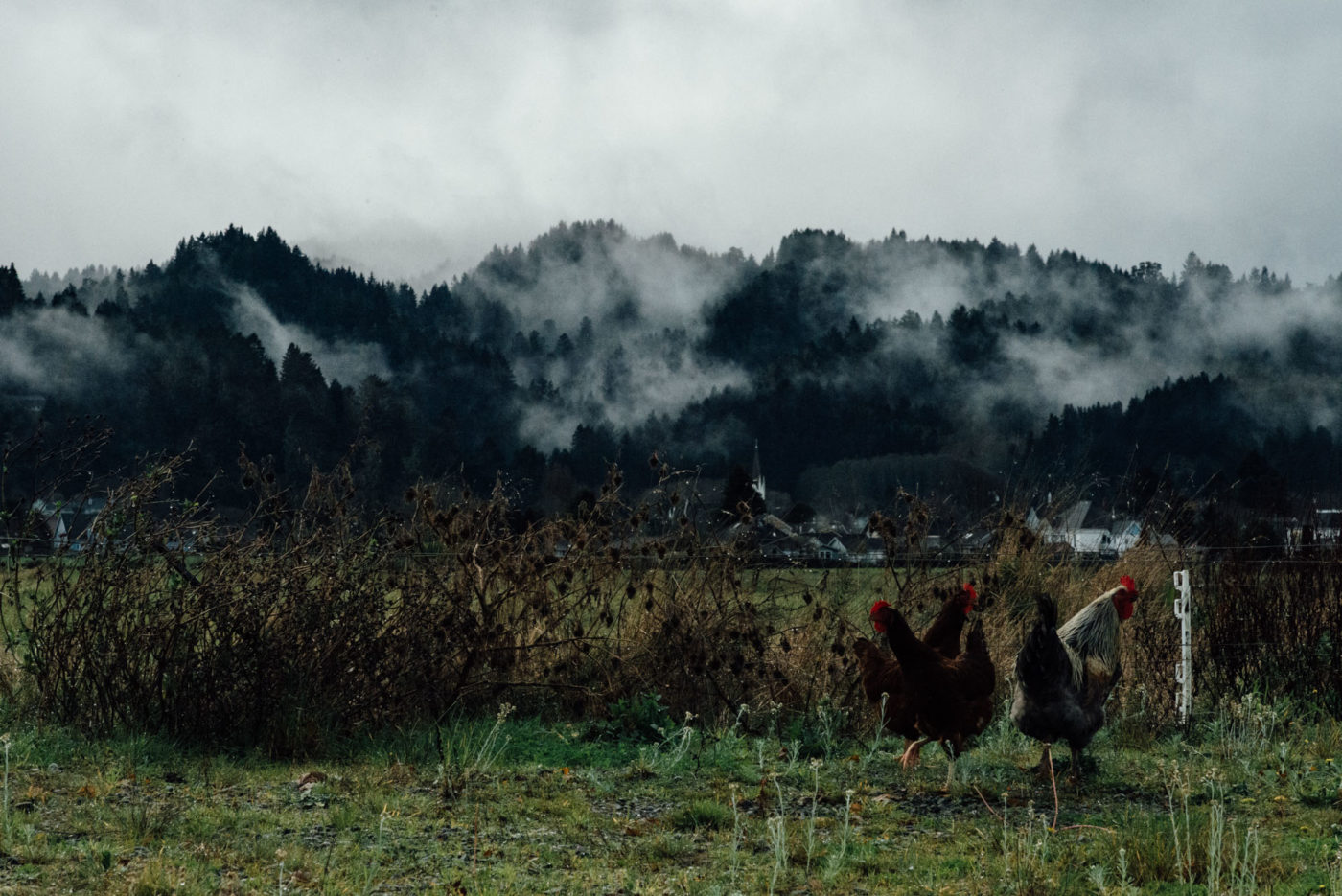 roosters run through a field on a foggy, cloudy day