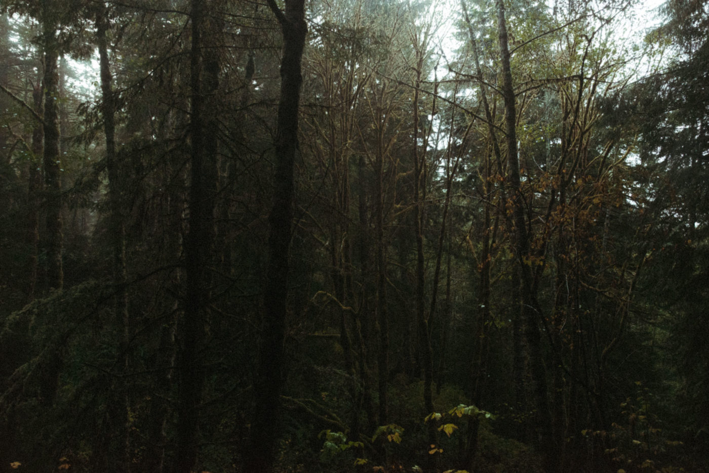 trees in a forest on an overcast day