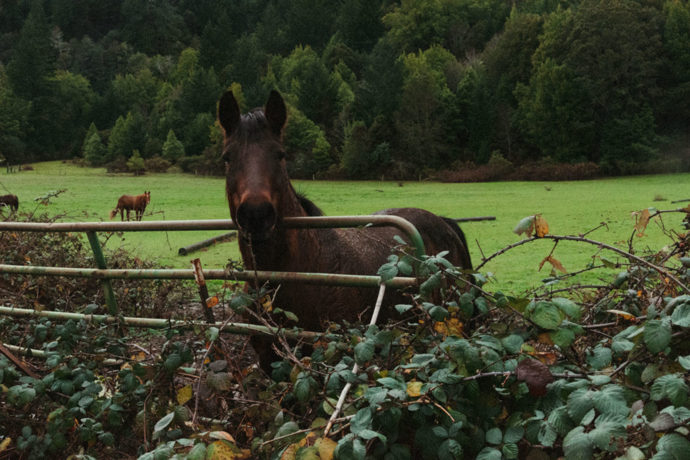 horse in a field peering over gate