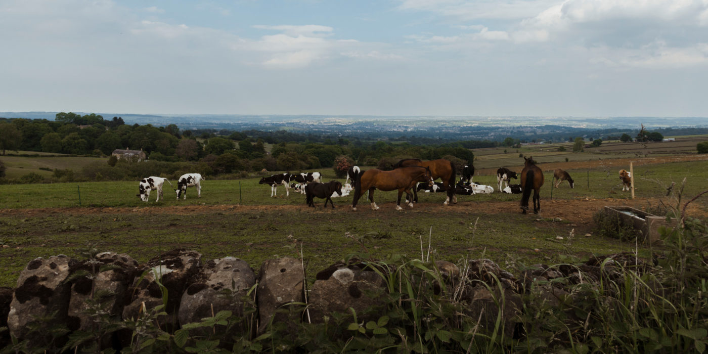 field of horses and cows in the English countryside