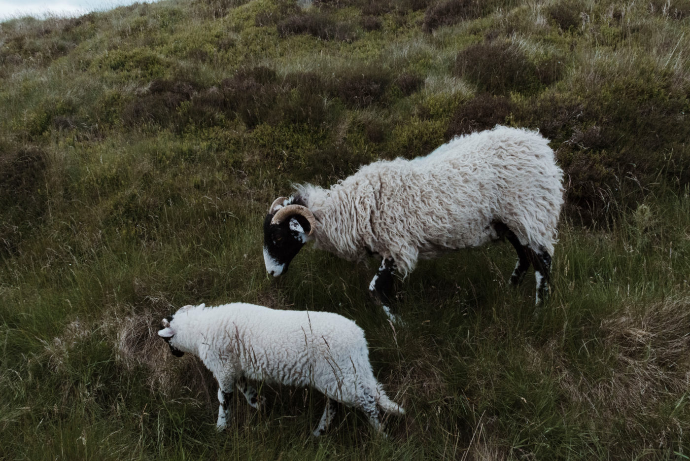 A mother and baby sheep climb up the side of a grassy hill